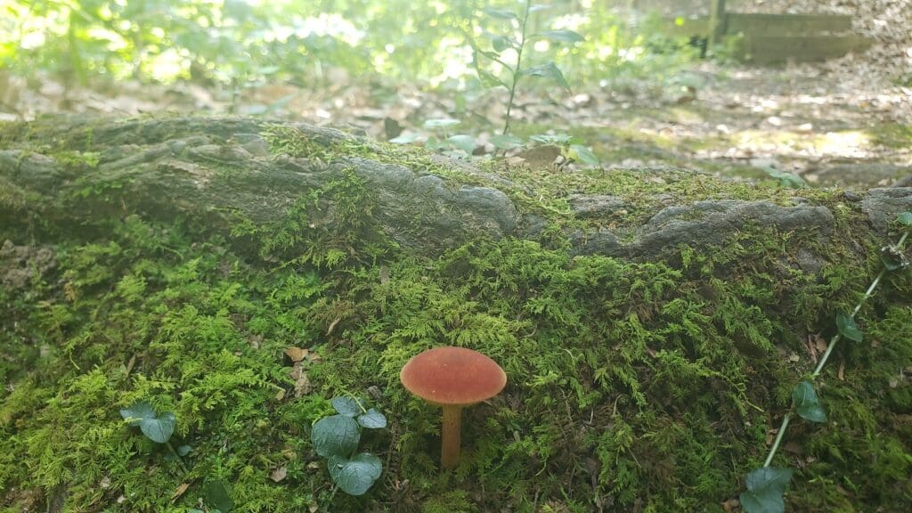 Photo of mushroom in forest.